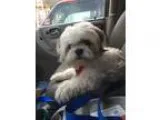 Adopt Oscar a White - with Tan Yellow or Fawn Shih Tzu  Mixed do