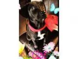 Adopt Olaf a Labrador Retriever
