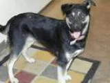 Adopt Cameo a German Shepherd Dog Hound