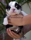 English Bulldog Puppies