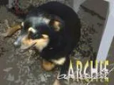 Adopt Archie a Sheltie Shetland Sheepdog  Mixed dog in Fort Wort