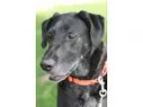 Adopt Fraya a Great Dane  Labrador Retriever  Mixed dog in Walla