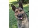 Adopt Austin a German Shepherd Dog