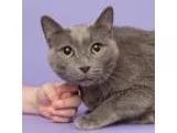 Adopt George a Gray or Blue Domestic Shorthair (short coat) cat 