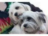 Adopt Zoe a White - with Gray or Silver Shih Tzu  Mixed dog in M