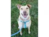 Adopt Reba a Labrador Retriever  Boxer  Mixed dog in Victoria BC