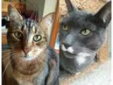 Adopt Stache and Racer -Offered by Owner bonded brothers a Brown