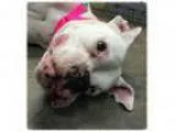 Adopt ABBY a Boxer
