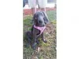 Adopt Puppies a GrayBlueSilverSal t and Pepper Weimaraner  Mixed