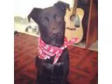 Adopt Obi a Black - with White Australian Shepherd  Australian C