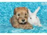 Looking for a New Best Friend or Family Member