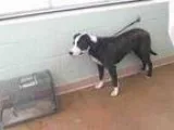 Adopt MILLIE a Australian Shepherd  Labrador Retriever  Mixed do