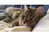 Adopt Mel - Young female adult Offered by Owner a Gray Blue or S