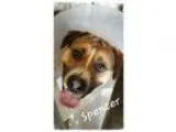 Adopt Spencer a German Shepherd Dog Border Collie