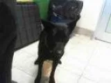 Adopt LYLA a Black Schipperke Mixed dog in Grand Prairie TX (