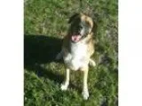 Adopt 1-2 Rangler a German Shepherd Dog Boxer