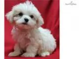 Rocco -WE DELVER PUPPIES TO YOUR DOOR
