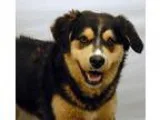 Adopt Crumbs a Tricolor (TanBrown and Black and White) Siberian 