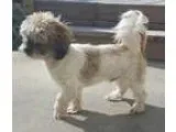 Adopt Buttercup a Shih Tzu