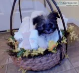Mi-ki puppies