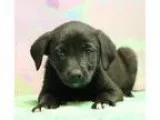Adopt Chocolate Puppy Cadbury (Has application) a BrownChocolate
