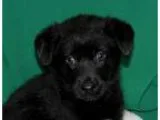Adopt Midnight a Black Husky  Belgian Shepherd  Mixed dog in Por