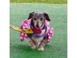 Adopt Hope Kipling a Dachshund