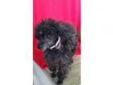 Adopt LUNA a Black Poodle (Toy or Tea Cup)  Mixed dog in Houston