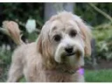 Adopt SETH a RedGoldenOrangeCh estnut - with White Cockapoo  Poo