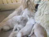 AKC OFA certified Golden Retriever Puppies- 1050 (Paso Robles)