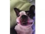 Adopt Rocko Free (and Boomer Free) a Black - with White Boston T