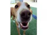 Adopt Nancy a TanYellowFawn - with White Border Collie  Labrador