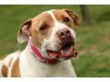 Adopt April a BrownChocolate - with White American Pit Bull Terr