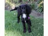 Adopt KIEFER a Black - with White Cocker Spaniel  Mixed dog in N