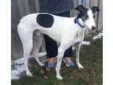 Adopt Superman a Greyhound