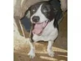 Adopt Peter a Labrador Retriever