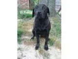 Adopt Bowser a Black Labrador Retriever  Mixed dog in Canton CT 