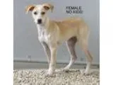 Adopt Pen 17 Lab Mix 3 months NO KIDS clik4pics a Labrador Retri
