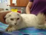 Adopt Athena a White Domestic Mediumhair cat in St Augustine FL 