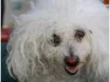 Adopt Naomi a Poodle