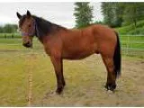 Adopt Tug a Standardbred