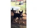KYREE - Male RottweilerLabrador Retriever Mix