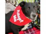 Adopt Elvis P a Border Collie Basset Hound Mixed dog in Boston