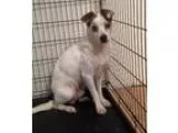 Adopt LeeVA a Jack Russell Terrier