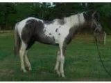 Gentle young coltready for training