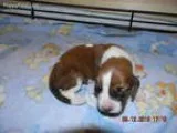 Adopt Betty a Jack Russell Terrier Beagle