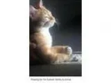 Adopt Ollie a Orange or Red Domestic Shorthair (short coat) cat 