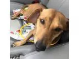 Adopt Christopher Columbus a Dachshund