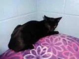 Adopt MACY - A217519 a Domestic Short Hair