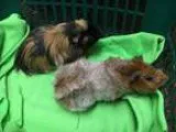 Adopt Dorian and the Iron Bull a Guinea Pig